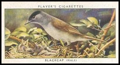 1 Blackcap